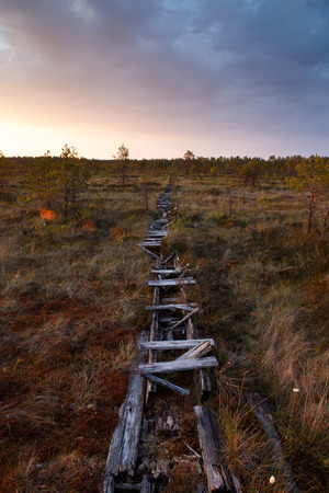 Old footpath in bogの写真素材