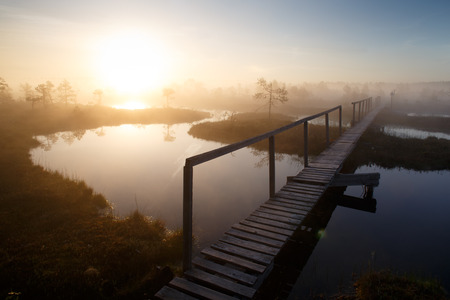 Sunrise in bogの写真素材