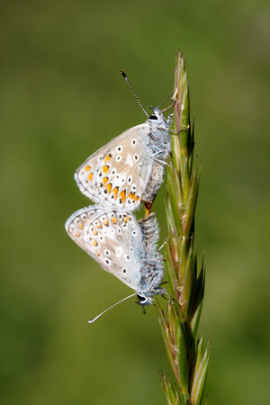 Common blue butterflies pairingの写真素材