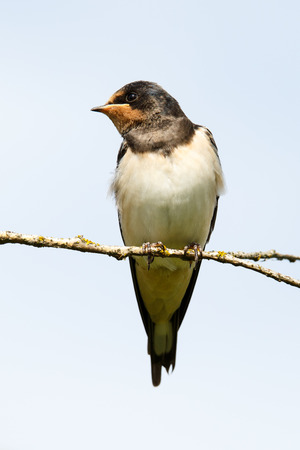 Portrait of barn swallowの写真素材