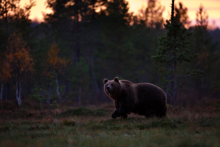 Brown bear after sunset in swampの写真素材