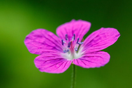 Pink flowerの写真素材