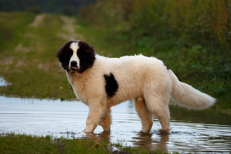 Landseer dog having funの写真素材