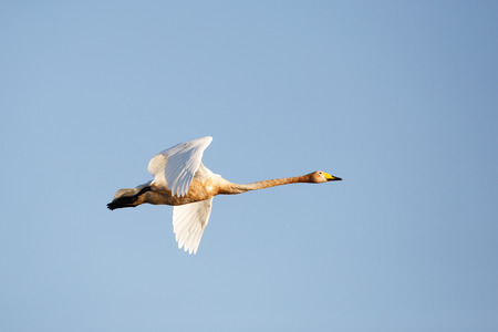Whooper swan flight isolated on blue skyの写真素材