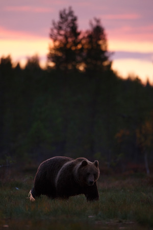 Brown bear after sunset in swampの写真素材