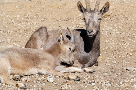 Siberian ibex loveの写真素材
