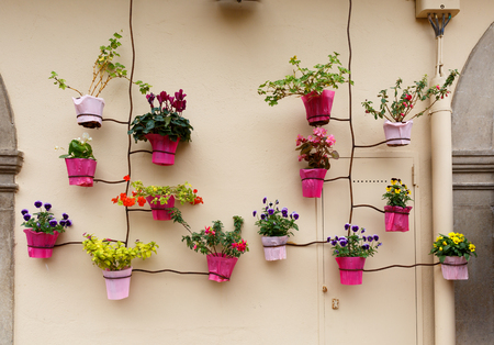 Flowers on wallの写真素材