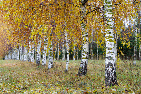 Autumnの写真素材