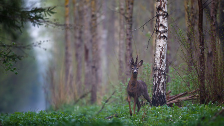 Male roe deer in forestの写真素材