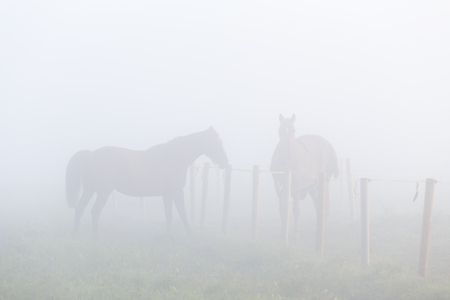 Horses in morning fogの写真素材