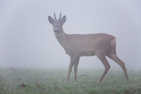 Roe deer in fogの写真素材