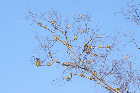 Passerine birds meetingの写真素材