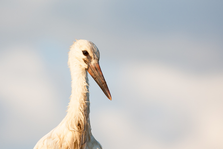 Portrait of young white storkの写真素材