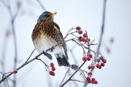 Fieldfare (turdus pilaris)