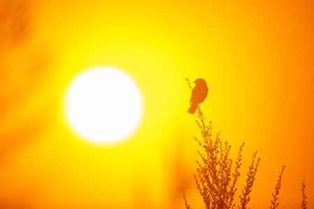 Whinchat enjoying sunriseの写真素材