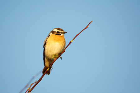 Whinchat isolated on blue skyの写真素材