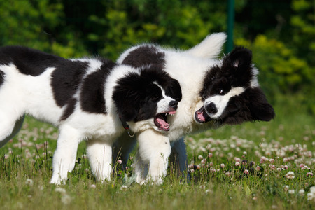 Landseer dogs playingの写真素材