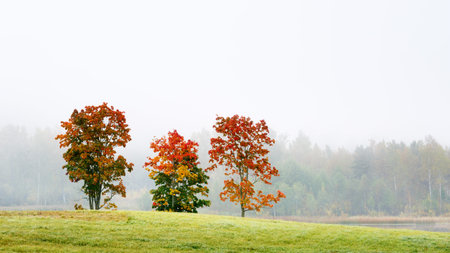 Colorful maple trees in fogの写真素材