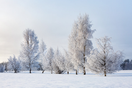 Birch tress in winterの写真素材