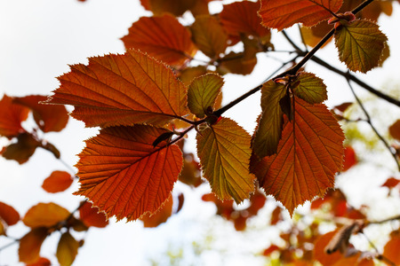 Corylus avellana 'Fuscorubra'の写真素材