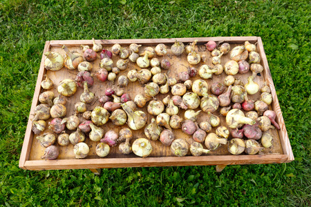 Onions dryingの写真素材