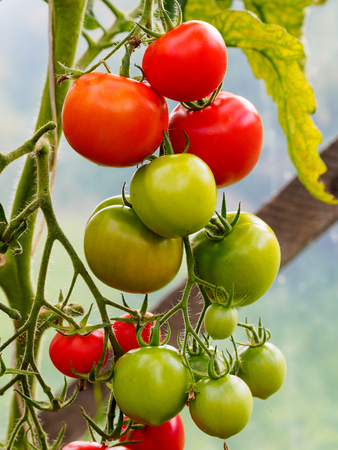 Tomatoes in greenhouseの写真素材