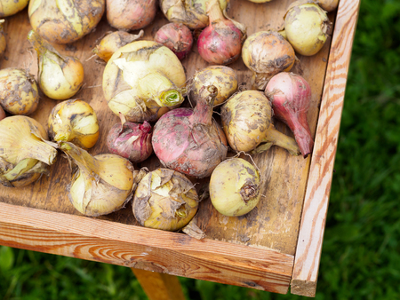 Onions dryingの写真素材
