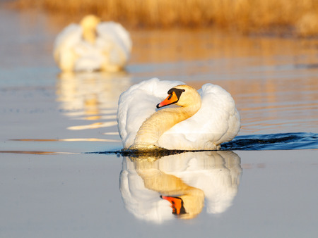 Mute swan in golden lightの写真素材