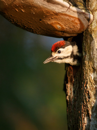 great spotted woodpecker (Dendrocopos major)  chick looking out of nestの写真素材