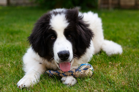 Landseer puppy in the gardenの写真素材
