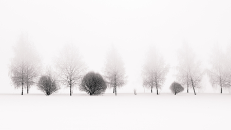 Tranquil black and white scene of birches in winter morning fogの写真素材