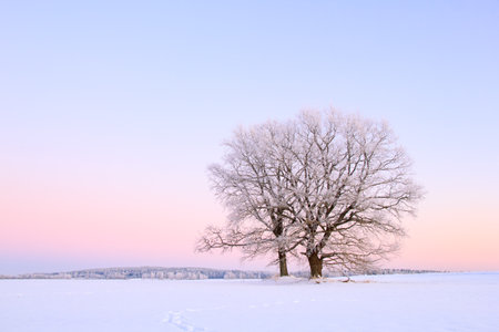 Lonely trees in winter landscapeの写真素材