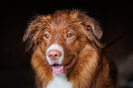 Portrait of Nova Scotia Duck Tolling Retrieverの写真素材