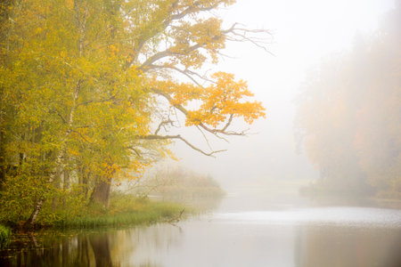 Beautiful autumn landscape with foggy lake and trees in the morningの写真素材