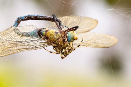 Spider eating his victim dragonfly, clean backgroundの写真素材