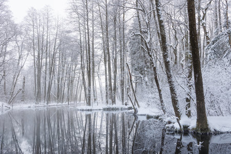 View to water reflected trees on riverside  in winterの写真素材