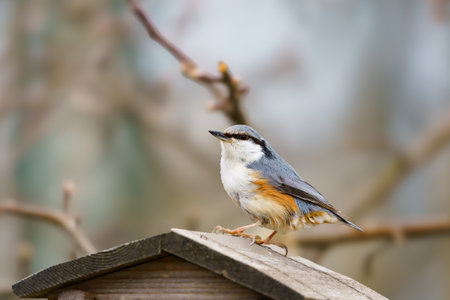 Portait of Eurasian nuthatch (Sitta europaea)の写真素材