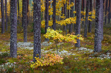 Young oak trees in the forest, autumnal colorsの写真素材