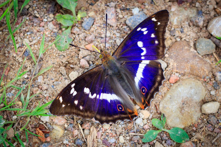 purple emperor (Apatura iris) on the goundの写真素材