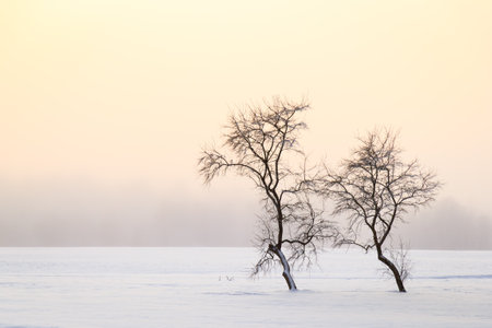 Lonely trees on clean background in wintertimeの写真素材
