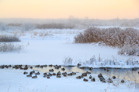 Group of mallard ducks in winterの写真素材