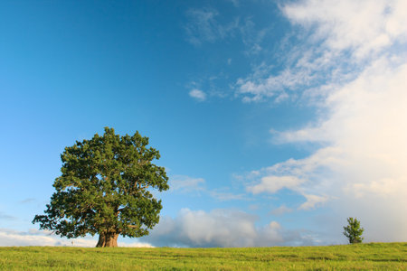 Tamme-Lauri grand oak in -Urvaste Estonia on beautiful summer eveningの写真素材