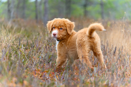 Nova scotia duck toller retriever puppy dog in bogの写真素材