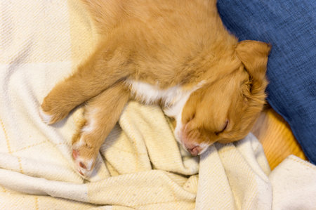 Nova scotia duck toller retriever puppy dog sleepingの写真素材