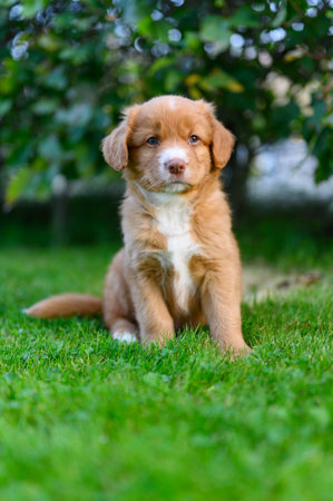 Nova scotia duck toller retriever puppy dog sitting on grassの写真素材