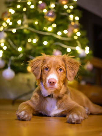 Portrait of Nova scotia duck toller retriever puppy dog, christmas tree on backgroundの写真素材