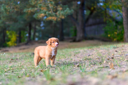 Nova scotia duck toller retriever puppy dog standingの写真素材