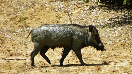 wild pig, wild boar  yalaの写真素材