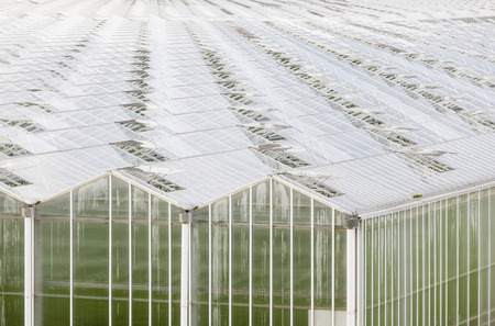 A large greenhouse seen from outside with endless roof.のeditorial素材
