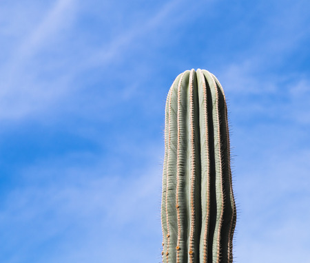 A striped cactus against blue sky in Fuerteventura, Spainの写真素材